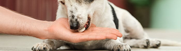 Featured-Image-Half-Pet-Supplements-Unleashed-(Ragland)