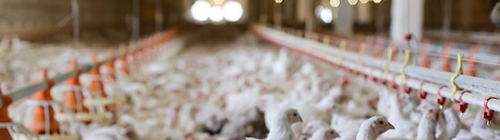 Featured-Image-Half-Salmonella-Framework-for-Raw-Poultry-Products-(Meehan)