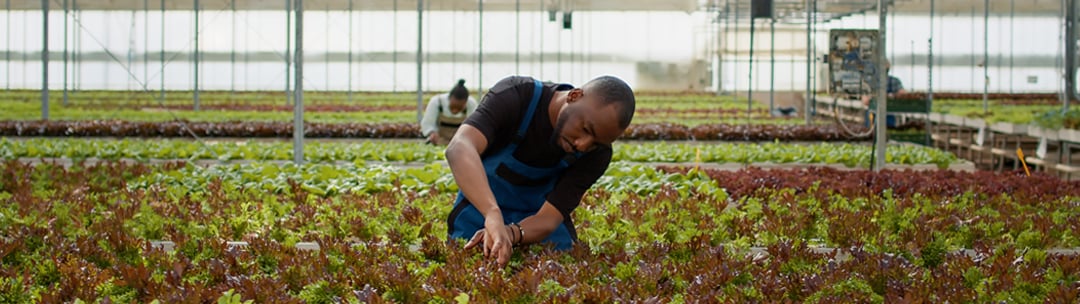 Featured-Image-Half-fsvp-produce-safety-rule-evaluation(Simonsen)